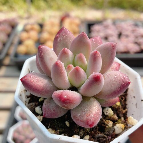 虞美人  精品多肉植物盆栽绿植花卉好养新手稀有品种（20包邮）