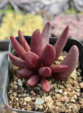 红色玛丽安水泡  名贵可爱多肉植物好养高颜值阳台小盆栽（20包邮