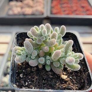 冰晶枝干番杏  稀有多肉植物阳台窗台好养盆栽花卉绿植（20包邮）