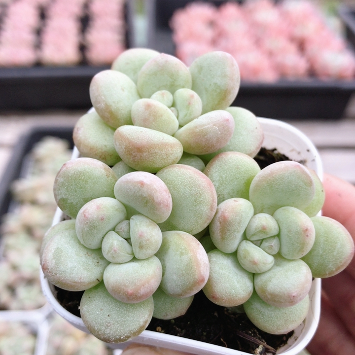 泡泡糖  多肉植物新手肉肉室内桌面好养花卉名贵肉肉（20包邮）