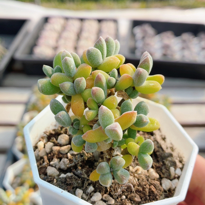 蚕宝宝枝干  精品多肉植物办公室内好养盆栽阳台花卉盆栽（20包邮