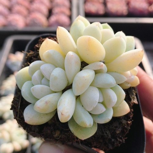 雪媚娘  名贵多肉植物新手阳台好养易活精品花卉小盆栽（20包邮）