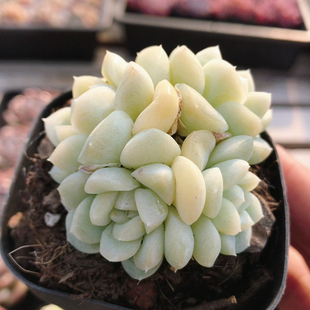 奶油美人冰玉杂 稀有多肉植物阳台绿植花卉高颜值盆栽（20包邮）