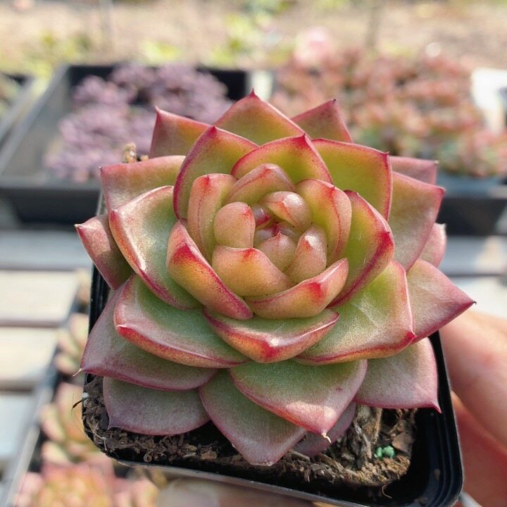 贝贝珍妮  高颜值精品多肉植物趣味花卉盆栽桌面防辐射（20包邮）