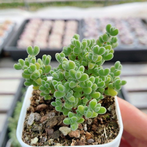 莱斯枝干  稀有名贵多肉植物窗台阳台好养高颜值花卉盆栽（20包邮