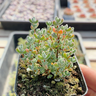 莱斯枝干  稀有名贵多肉植物窗台阳台好养高颜值花卉盆栽（20包邮