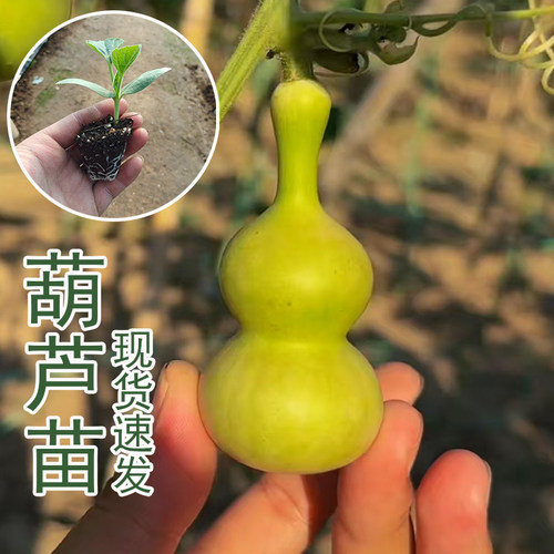 天坛葫芦秧苗文玩墨绿葫芦