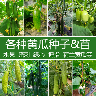黄瓜秧苗黑油亮青瓜种籽强雌青皮绿肉穴盘苗抗病高产水果黄瓜苗子