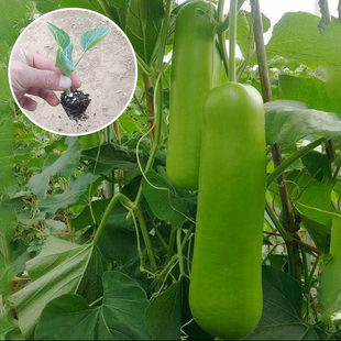 瓠子秧苗高产早熟爬藤葫芦瓜种子秧蒲瓜户子菜葫芦长短棒瓠瓜苗子