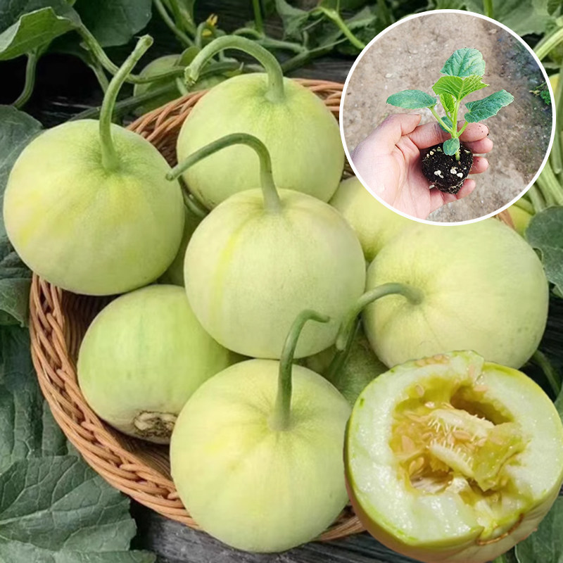 甜宝甜瓜种苗黄金蜜种子羊角蜜水果黄金道绿宝石冰糖子白香瓜秧苗