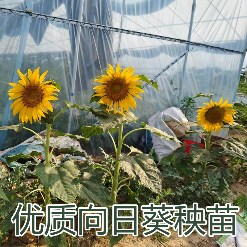 向日葵秧苗食用多头多花矮生活苗盆栽观赏一举夺魁油葵食葵幼种苗