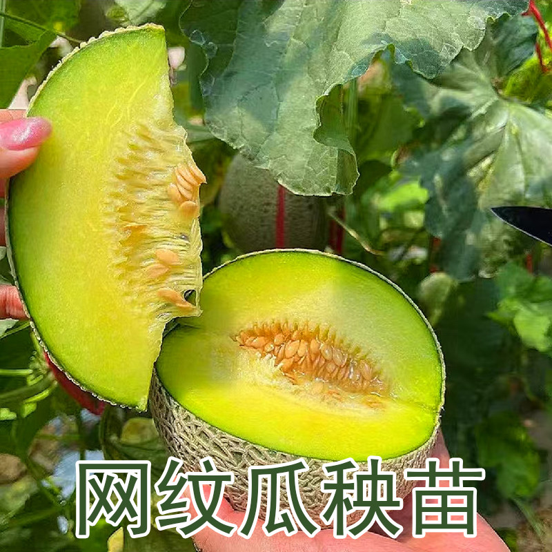网纹瓜种苗黄金蜜种子羊角蜜水果甜宝白黄金道甜瓜香瓜哈密瓜秧苗