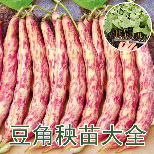 红金勾秧苗豇豆长豆角四季豆种苗