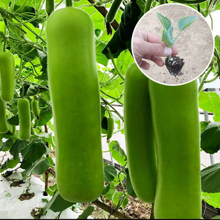 短棒瓠瓜秧苗高产早熟爬藤葫芦瓜种子秧蒲瓜户子菜葫芦长瓠子苗子