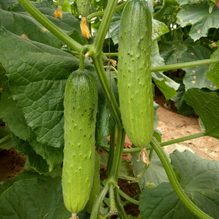 水果黄瓜秧苗黑油亮青瓜种籽穴盘苗抗病强雌青皮绿肉荷兰黄瓜苗子