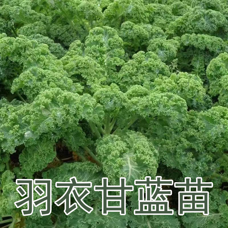 绿羽衣甘蓝秧苗紫雨衣西兰花