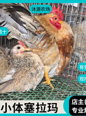 【沐源农场】宠物观赏塞拉玛蛋观赏小体型网红鸡迷你长不大小鸡