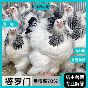 正宗活苗纯种婆罗门鸡苗活苗宠物小鸡观赏鸡仔