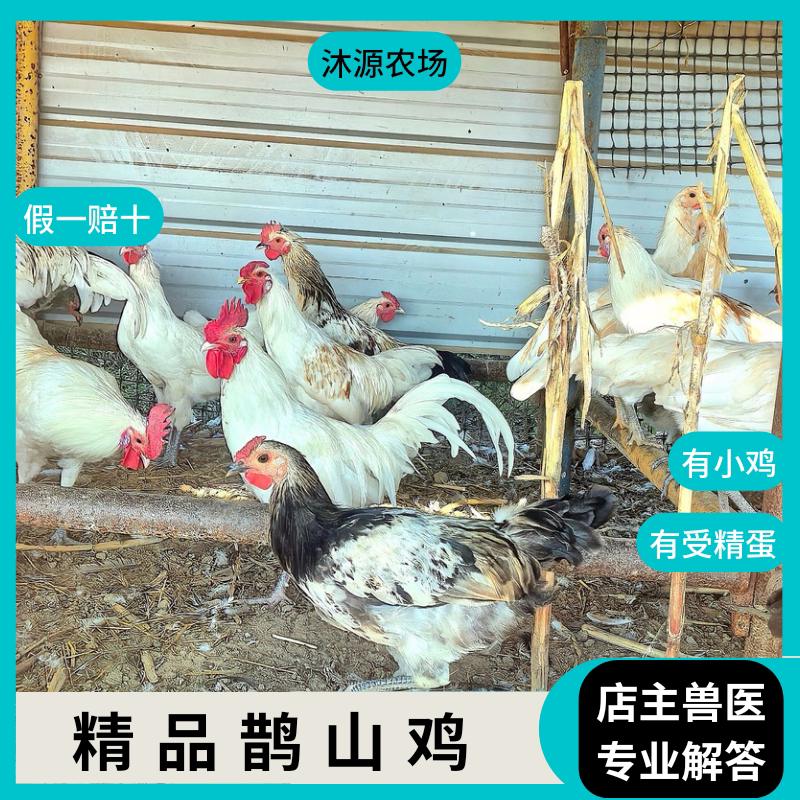 【沐源农场】纯种鹊山鸡受精蛋观鸟