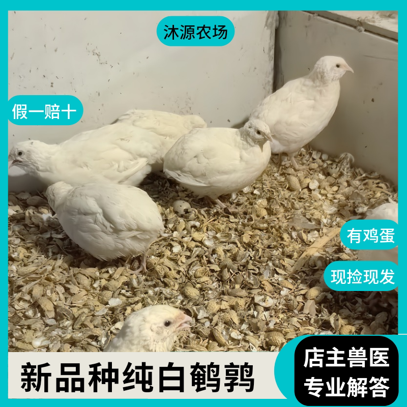 【沐源农场】纯白色鹌鹑受精蛋可鸟