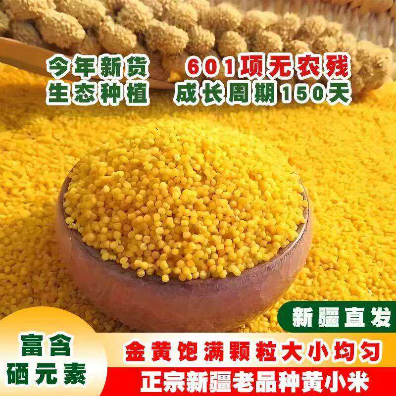 正宗新疆沙漠黄金小米雪溪农户直