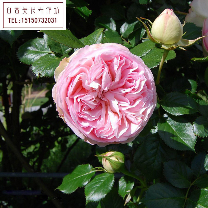 英国名贵品种龙沙宝石玫瑰花苗