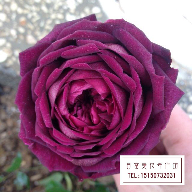 日本进口香水深紫色月季花苗