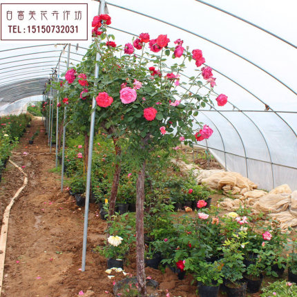 庭院盆栽地栽嫁接树状月季花苗树桩月季树苗老桩室内花卉四季开花