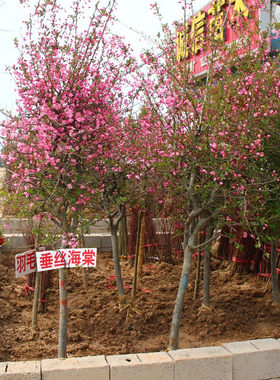 垂丝海棠西府四季开花绿化树苗