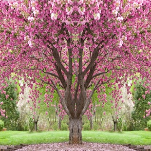 樱花苗日本樱花树苗嫁接早樱树苗晚樱苗盆栽地栽樱花小苗绿化苗木