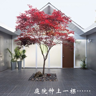 园林绿化南北方别墅庭院红舞姬图片