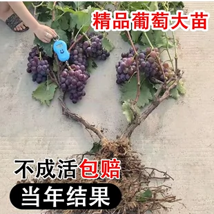 特大蓝宝石葡萄树苖无籽阳光玫瑰葡萄苗四季 种植地栽爬藤别墅庭院