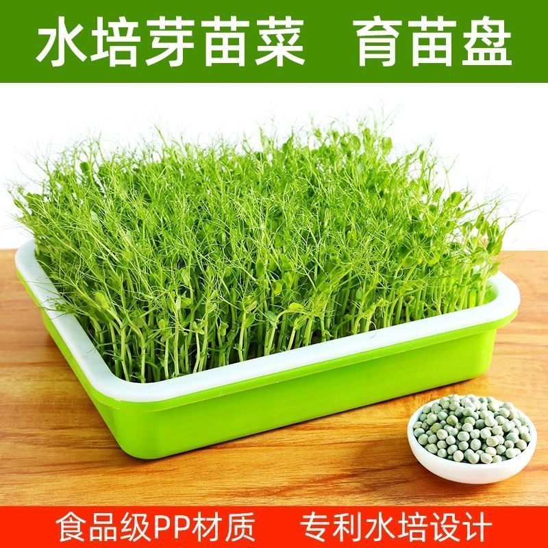 种植盆盆栽大蒜蒜苗种红葱头家庭阳台室内种菜盘栽种蒜黄水培神器