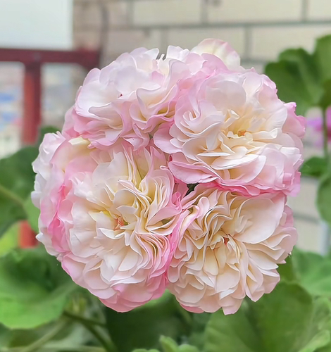 【奶茶】直立天竺葵奶茶四季开花大花朵大花球耐热矮株勤花