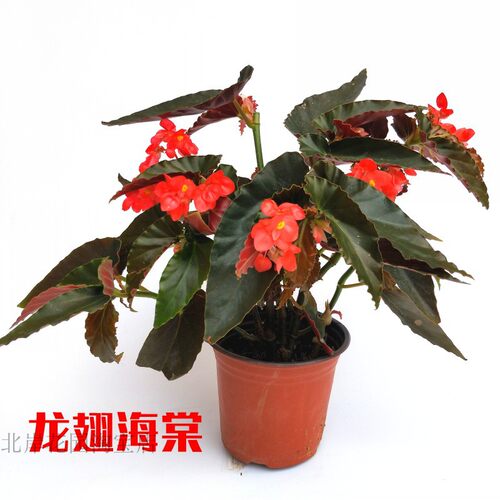 秋海棠花质量怎么样 秋海棠花口碑怎么样 小麦优选