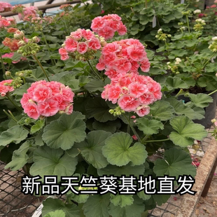 开花卉观花植物 单瓣花苗小苗多季 直立重瓣大花球天竺葵发货 包邮