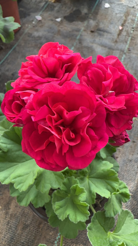 重瓣大苗观花植物直立天竺葵新品