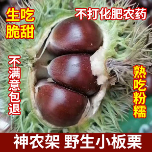 2025神农架野生小栗子小板栗毛栗子新鲜油票山栗生栗3斤5斤包邮