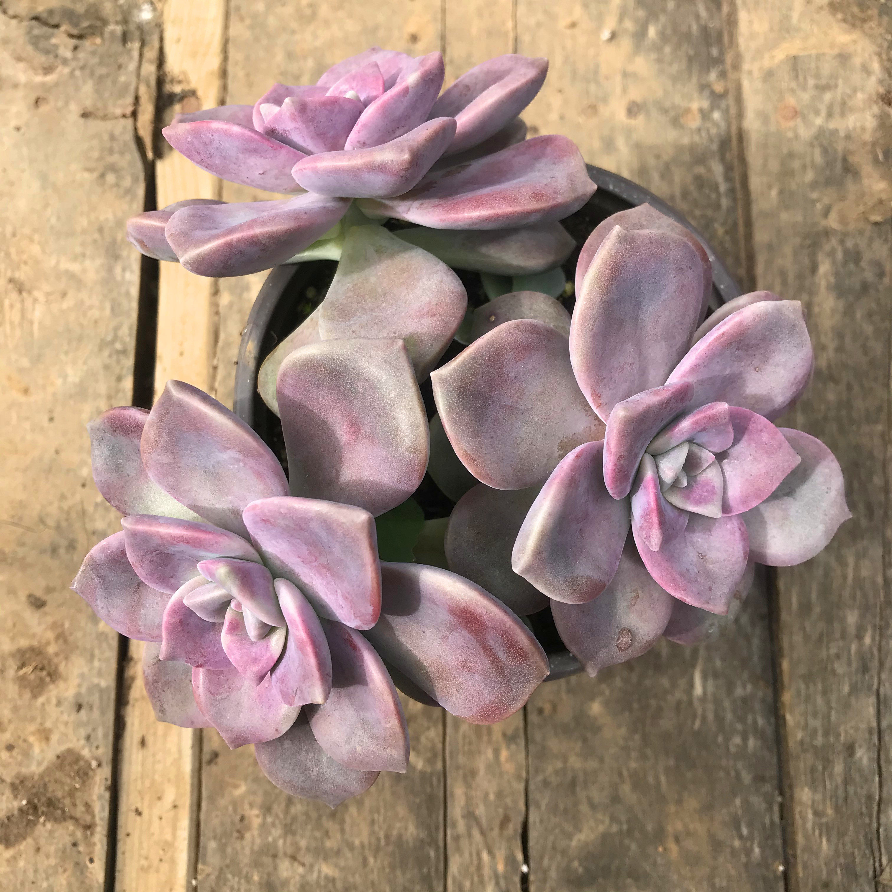 多肉植物华丽风车价格 多肉植物华丽风车图片 星期三