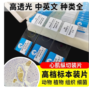 心肌切片人体四大组织肌肉组织切片小学初中高中生物教学实验切片