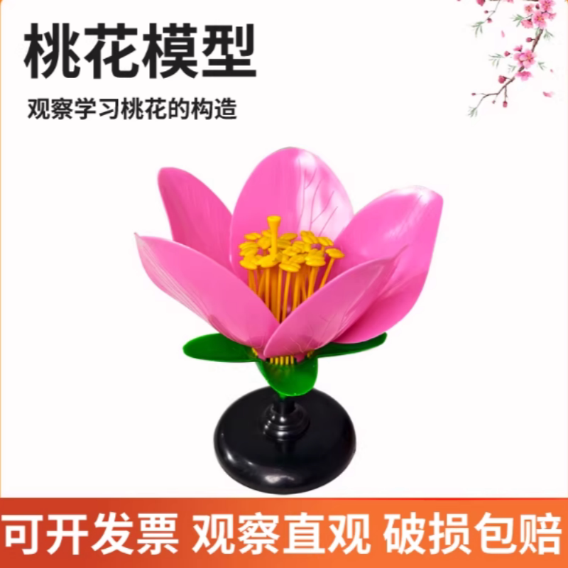 桃花解剖模型桃花模型生物实验模型花蕊花瓣放大模型花的结构包邮