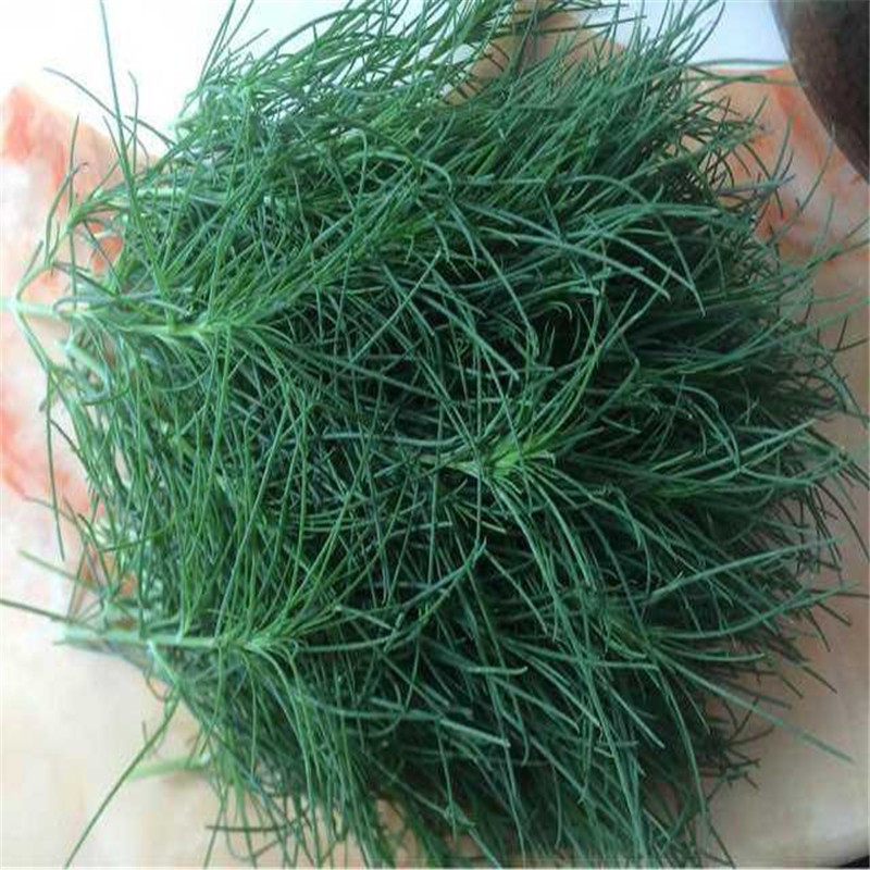 3斤包邮 新鲜野菜猪毛菜乍乍蓬老婆毛刺蓬菜猪毛缨扎蓬棵刺蓬现摘