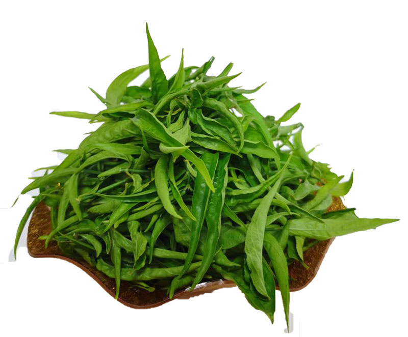 正宗忧遁草鲜叶优顿草小尖叶品种憂遁草优盾草鳄嘴花鲜小尖叶包邮