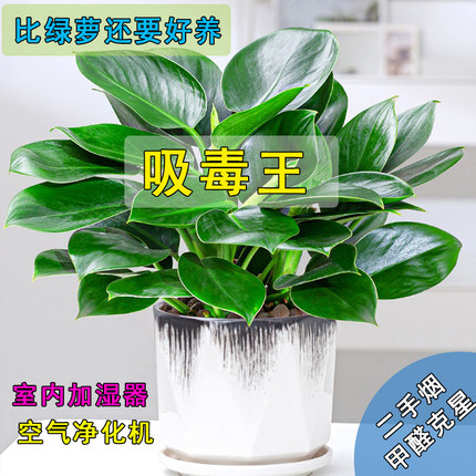 金钻盆栽绿萝箩室内植物花卉绿植水培万年青多肉新房家用吸除甲醛