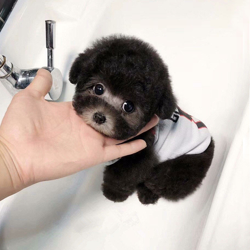 纯种泰迪幼犬长不大的茶杯灰色红色白色迷你型贵宾宠物狗狗衣服