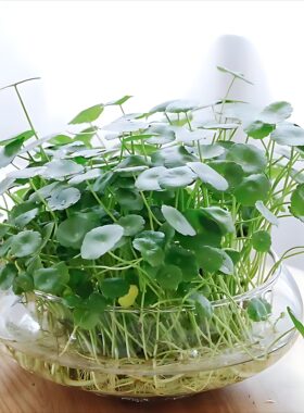 玻璃加厚花瓶碗莲铜钱草水仙花盆