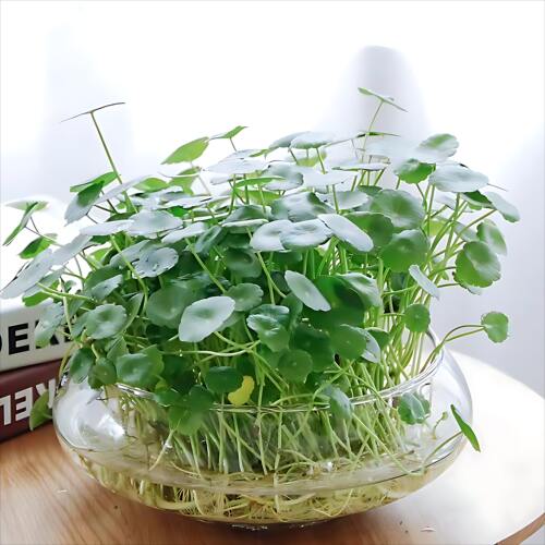 玻璃加厚花瓶碗莲铜钱草水仙花盆