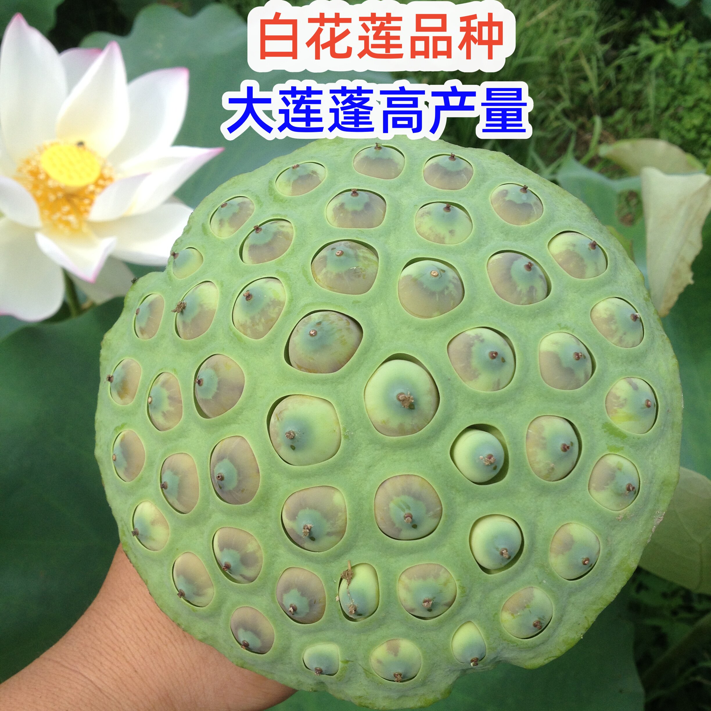 高产铁莲子干莲子专用藕苗 建选17号 白花莲 抗病能力强 一代纯种