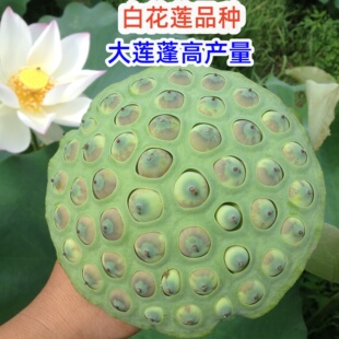 高产铁莲子干莲子专用藕苗 建选17号 白花莲 抗病能力强 一代纯种