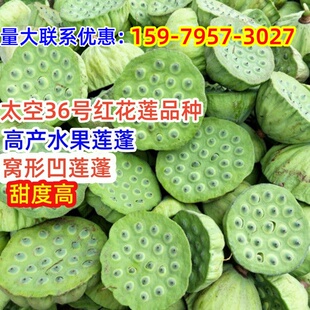 专长莲蓬的藕种苗 带芽发 新鲜现挖现发藕秧苗广昌太空36号红花莲